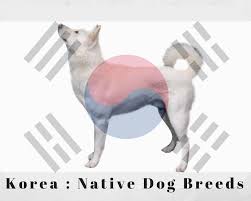 Dogs are some of the most beloved pets for us to have around. Korea Native Dog Breeds Native Breed Org