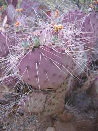 Image result for Opuntia
