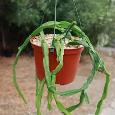 Image result for Rhipsalis