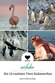 Weitere ideen zu tiere, coole tiere, süße tiere. Top 10 Der Coolsten Tiere Sudamerikas Coole Tiere Sudamerika Tiere