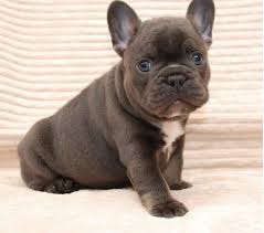 Die kleine rebecca sucht ein neues zuhause in göttingen. Franzosischer Bulldogge Welpen Sucht Neues Zuhause Hunde Kleinanzeigen Net