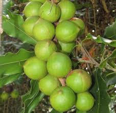 Image result for Macadamia aff. integrifolia