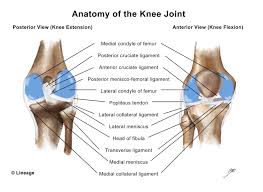 Image result for Thessaly Test