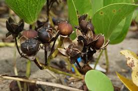 Image result for Ipomoea tricolor