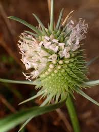 Image result for Dipsacaceae