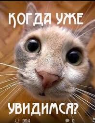 приколы с кошками смешное видео про котов 100 позитив Izobrazhenie Citaty Ot Polzovatelya Omelyanav Omelyanav Smeshnye Fotografii Koshek Ya Lyublyu Koshek Smeshnye Fotografii Zhivotnyh