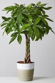Check spelling or type a new query. 20 Best Tall Indoor Plants Best Indoor Trees For Your Home