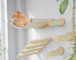 cat climbing on a cat wallの画像