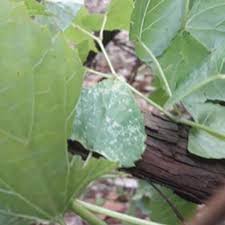 Image result for Ampelocissus