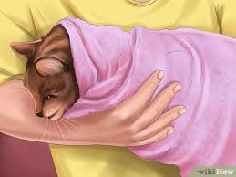 Kedilerin Kurtlari Nasil Yok Edilir Wikihow