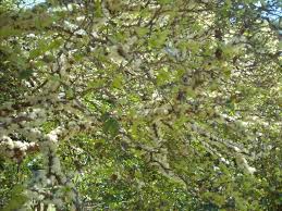 Image result for jabuticabeira em flor