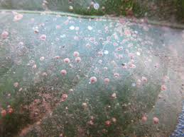 University of california, division of agriculture and natural resources: Aonidiella Aurantii Wikipedia