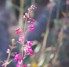 tohono chul park flowers plants flowers flora