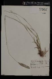 Image result for Eragrostis cylindriflora