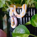 Hand-painted reptile decor for plant spaces