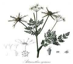 Image result for Lefebvrea grantii