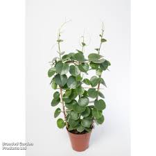 Image result for Cissus rotundifolia