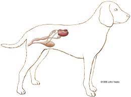Female dogs do not have menstruation like women. Female Dog Reproductive Tract Diagram Quizlet