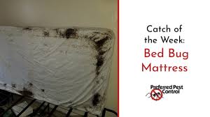 They also sell a mattress cover under the house brand name for $20. Severe Local Bed Bug Infestation