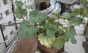 Advice About Growing Spaghetti Squash In Containers Growing Spaghetti Squash Container Gardening Patio Garden