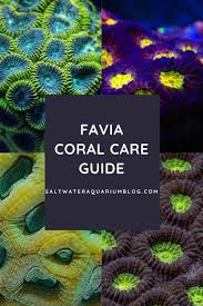 #in survival mode you put the coral in the furnance and out pops the dead coral. Terkini Dead Coral