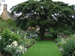 Zeder Im Garten Baume Garten Garten Pflanzen Pflanzen