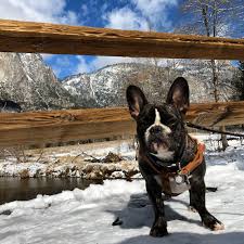 How to get an esa letter in california reddit. Emotional Support Animal Facts What To Know About Getting An Esa Sick Girl Travels