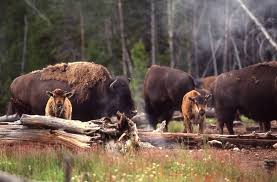 Bison At Standing Rock Pin On Yellowstone