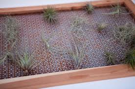 Decorative air plant hanging idea with soft wire. 14 Creative Diy Air Plant Decor Ideas Shelterness