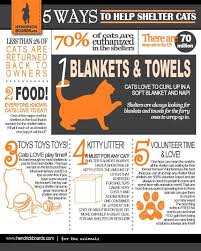 5 Simply Ways To Help Shelter Cats Animal Shelter Donations Cat Shelter Animal Shelter