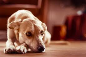 Maybe you would like to learn more about one of these? Rocky Mountain Spotted Fever Symptoms Causes And Treatment Sitstay