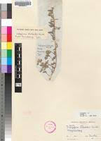 Image result for Indigofera daleoides