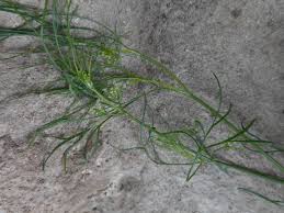 Image result for Apium leptophyllum