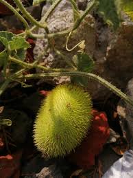 Image result for Cucumis quintanilhae
