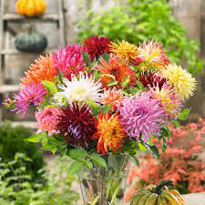 Top quality star mix cactus dahlias covered by our 100% grow guarantee! Dahlia Bulbs Cactus Mix Spring Bulbs The Flower Bulb Farm