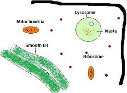 The ribosome's job is to make proteins. Difference Between Lysosomes And Ribosomes Compare The Difference Between Similar Terms