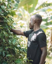 Image result for Sesbania pachycarpa