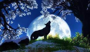 Cool Wolf Backgrounds Wallpaper Cave Find and download wolf wallpaper on hipwallpaper. cool wolf backgrounds wallpaper cave