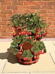 Growing Strawberries In Containers Strawberry Plants Growing Strawberries In Containers Strawberries In Containers