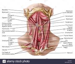 The muscular system is responsible for the movement of the human body. Human Anatomy Anterior Front View Stock Photo Alamy