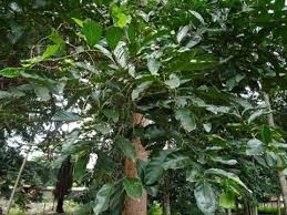 Image result for Morinda lucida