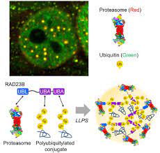 Information and translations of proteasome in the most comprehensive dictionary definitions resource on the web. Proteasome Phase Separation For Destruction
