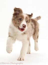 We did not find results for: Collie Tricolor Border Collie Blue Merle Novocom Top