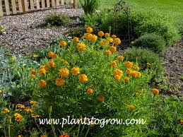 Image result for Tagetes erecta