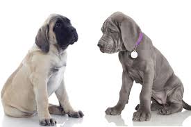 Every great dane parent strive to provide best dog food for their great dane. Can Great Danes Eat Puppy Food A Comprehensive Guide