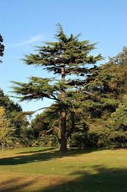 Maybe you would like to learn more about one of these? Cedrus Deodara Deodar Cedar Himalayan Cedar North Carolina Extension Gardener Plant Toolbox