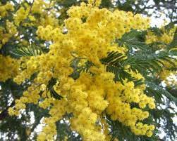 Acacia Dealbata Gardensonline
