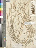 Image result for Chloris pilosa