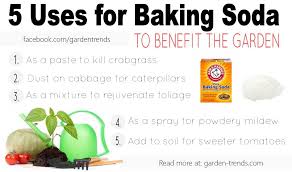 Baking soda (sodium bicarbonate) is an antifungal agent and can even kill some established forms of fungus. The Benefits And Uses Of Baking Soda Baking Soda Uses Crab Grass Baking Soda