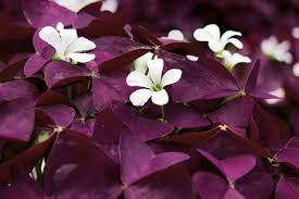 Image result for Oxalis purpurascens